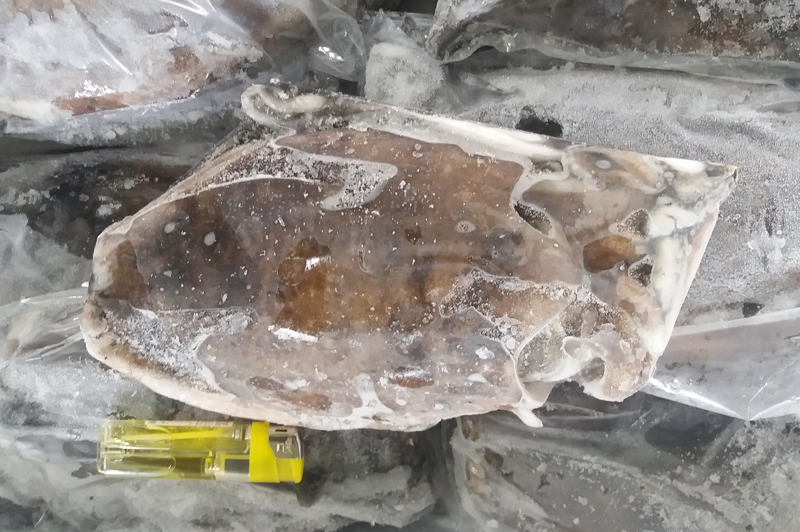 국내산 갑오징어 (기본 600g이상 미당)